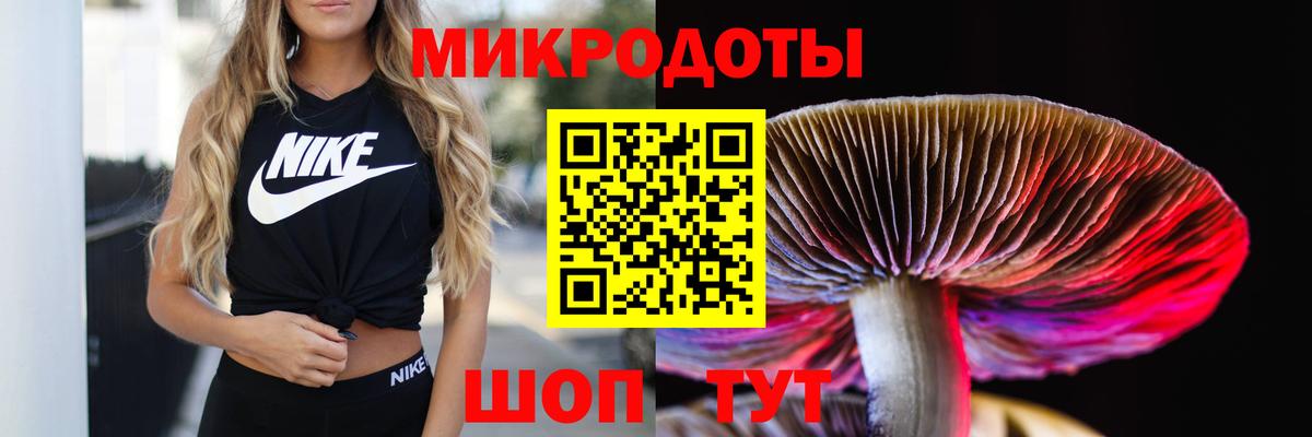 Псилоцибиновые грибы Psilocybe Кисловодск
